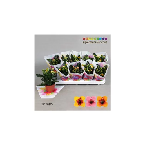 Kalanchoé tiger mix en pot Ø 10,5 cm