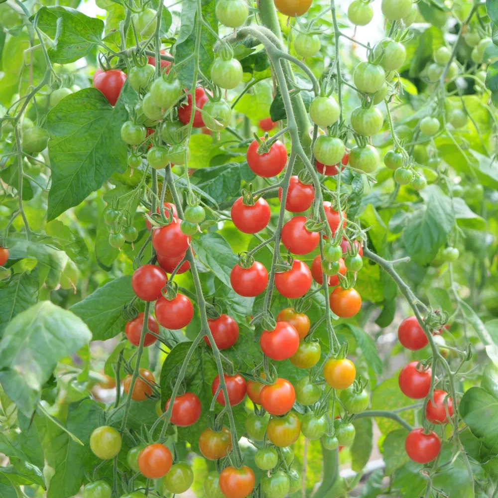 3 Plants de Tomate Cerise Rouge Supersweet 100 Solanum lycopersicum supersweet 100