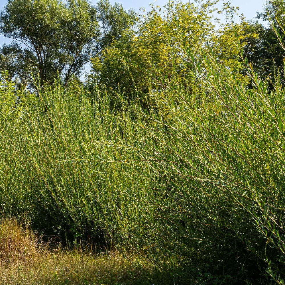 Osier pourpre Salix purpurea