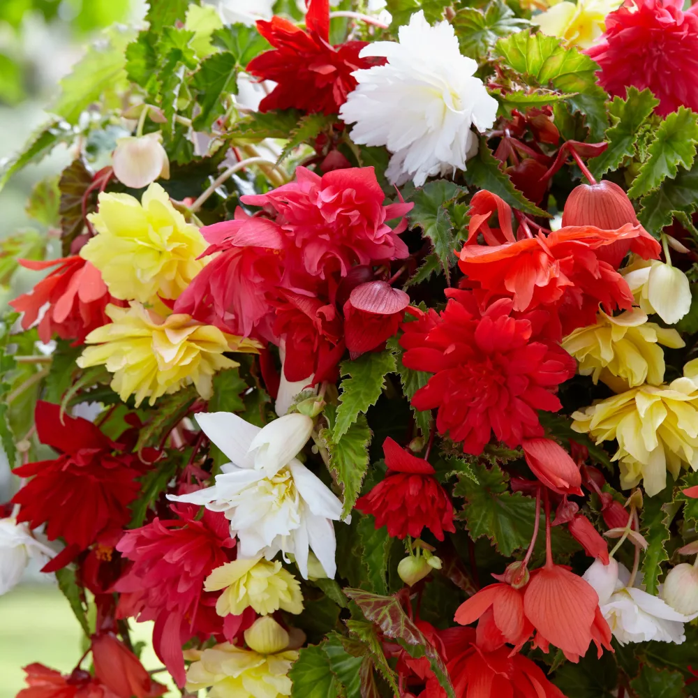 Bégonias pendula simples en mélange Begonia pendula