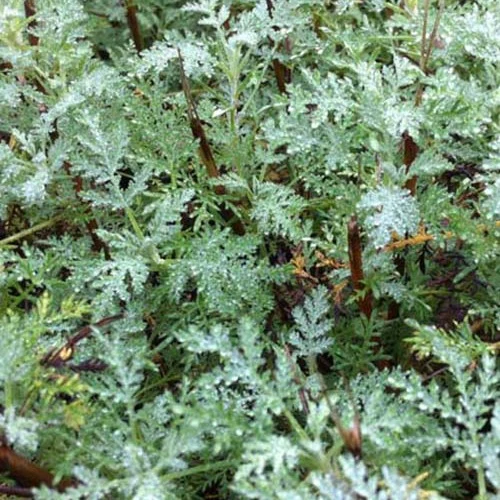 Armoise citronelle Aurone Courson Artemisia abrotanum courson