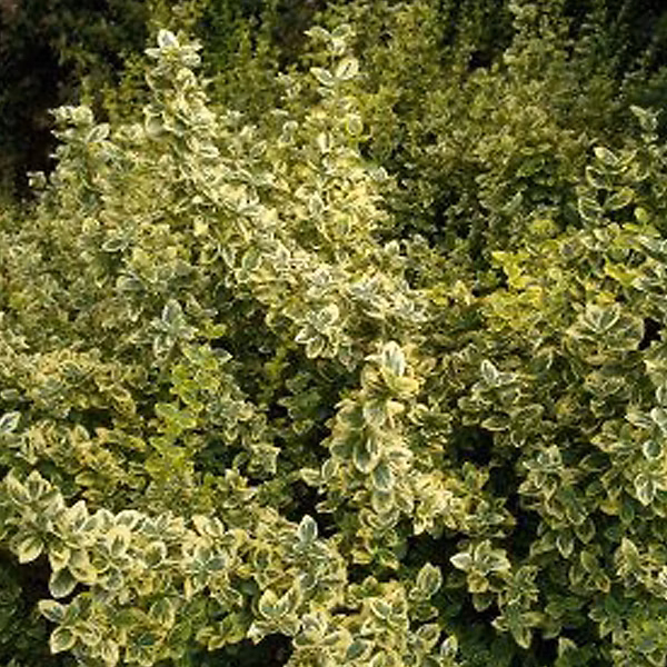 2 x Fusain 'Emerald 'n Gold' – Euonymus fortunei 'Emerald 'N Gold', 20, 30 cm pot