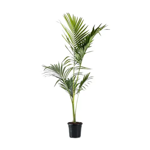 Archontophoenix Alexandrae (Palmier Alexandra) en pot de 9 L vert
