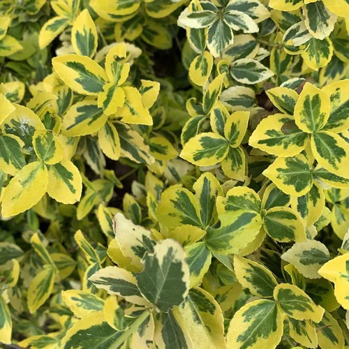 Fusain Emerald Gold jaune. Le pot de 17 litres, 20/30 cm