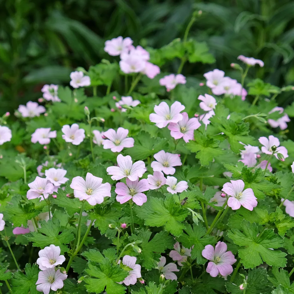 Géranium vivace Dreamland Geranium bremdream dreamland
