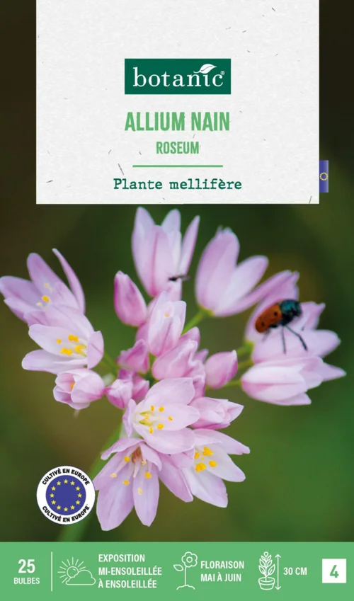 Allium roseum botanic® - 25 bulbes