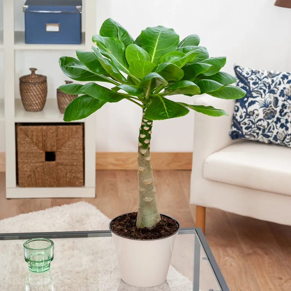 Palmier Hawaïen Brighamia insignis Kirsten