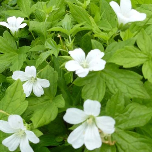 Géranium vivace Silverwood Geranium nodosum Silverwood