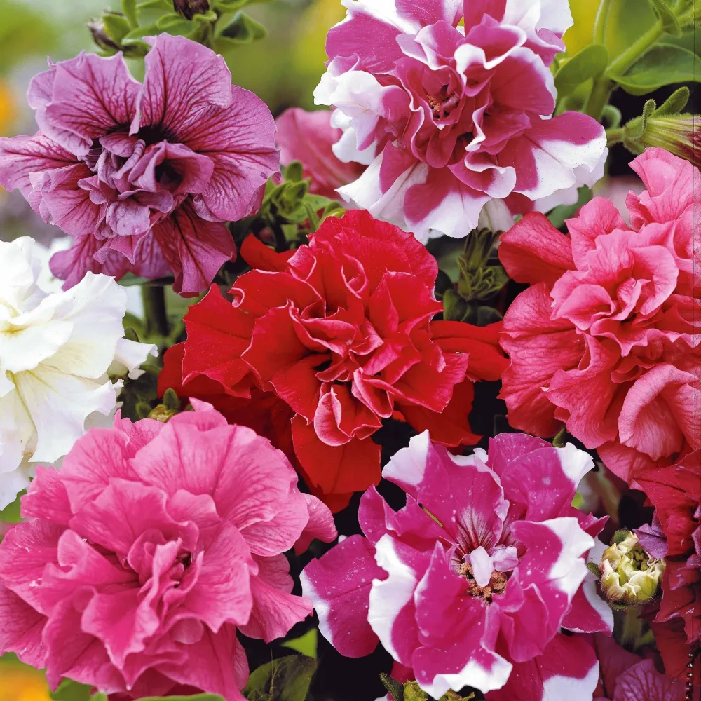 Pétunias doubles Bonanza F1 en mélange Petunia bonanza