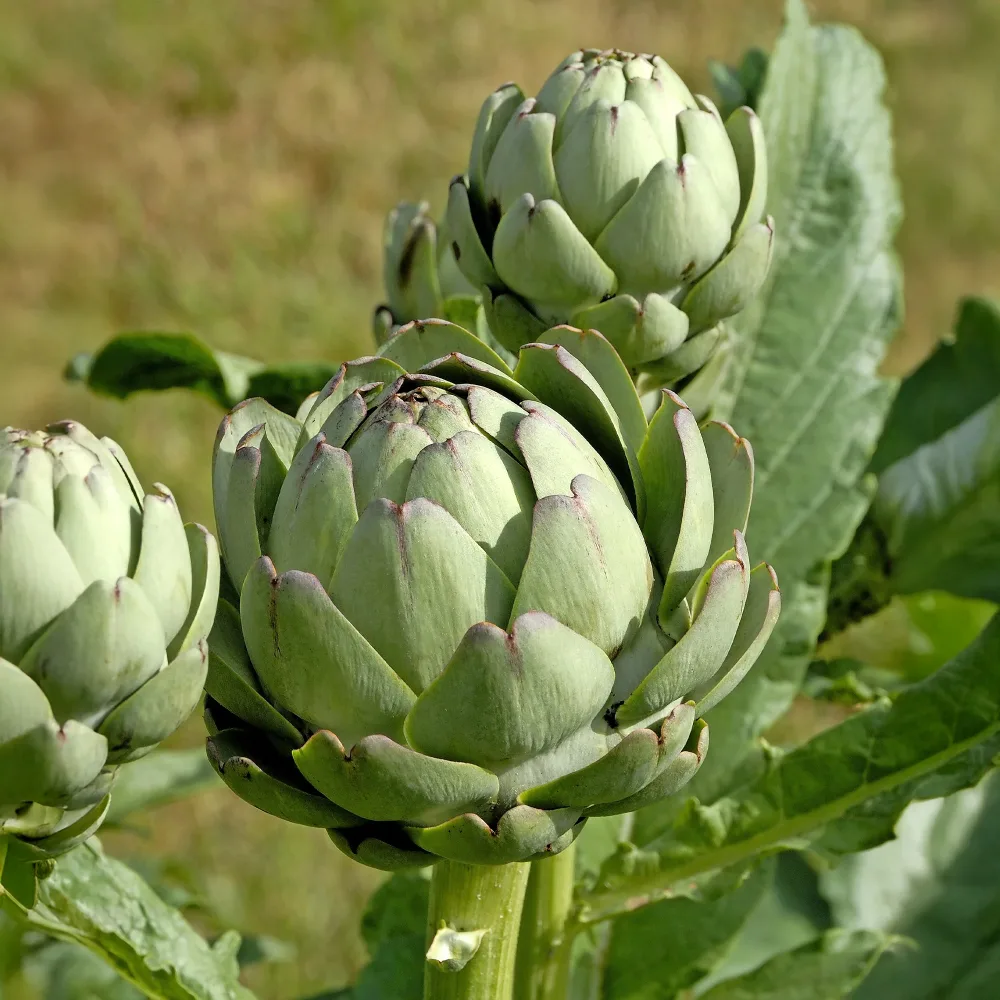 3 Plants d'Artichaut Vert de Laon Cynara scolynus Vert de Laon