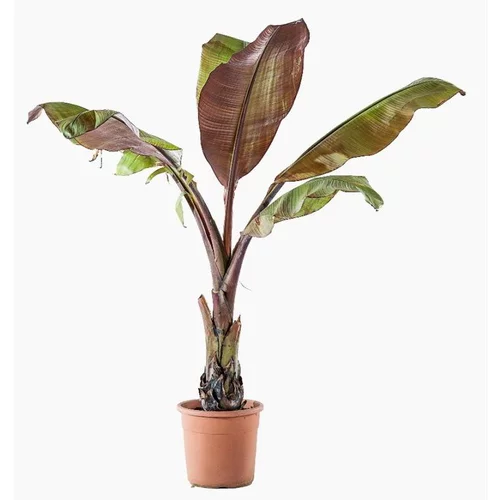 Ensete Ventricosum Maurelii (Bananier d’Abyssinie) XL en pot de 10 L vert