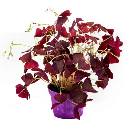 Surelle Xalis Burgundy Wine - Le pot de 12 cm