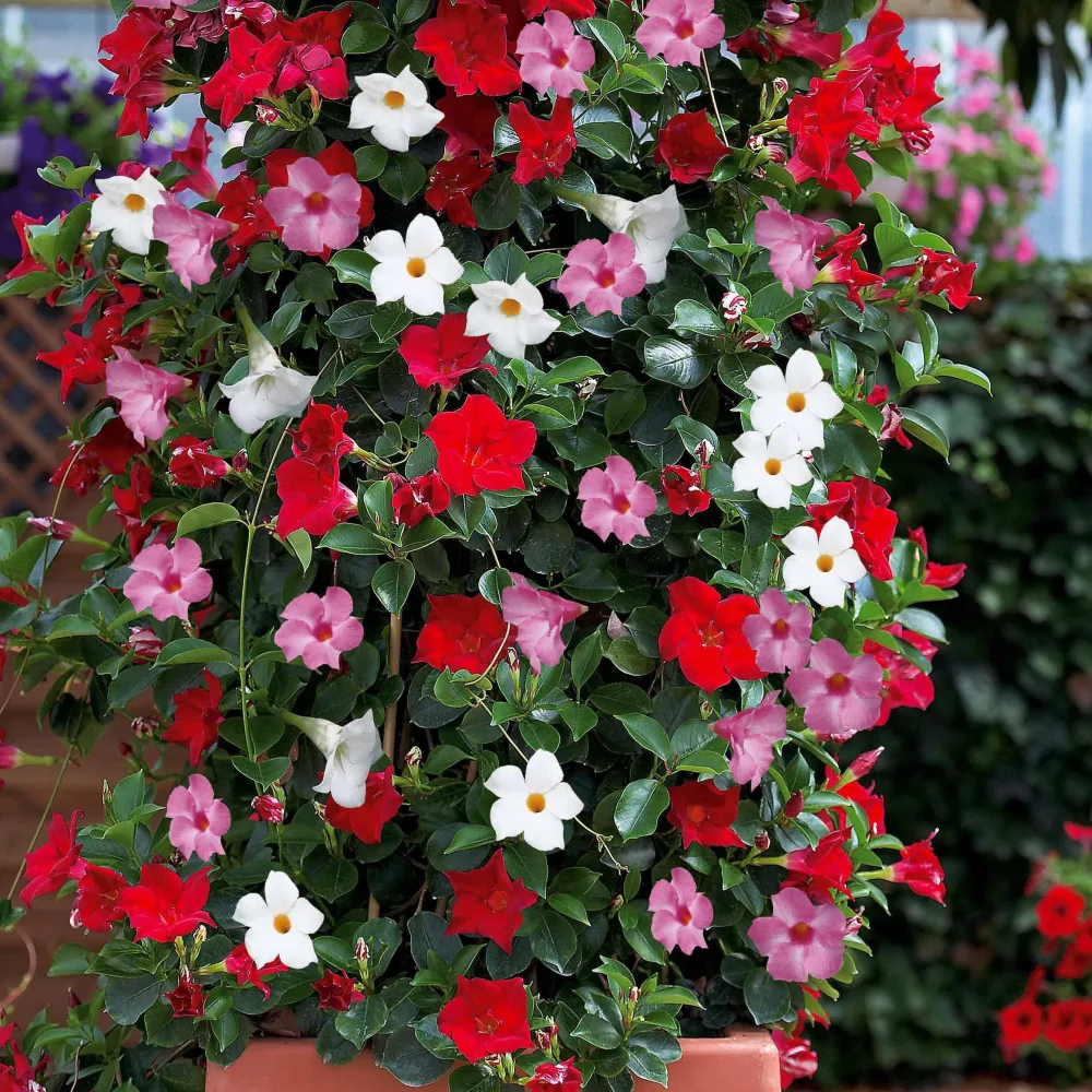 3 Jasmins du Brésil - Dipladenia en mélange Dipladenia