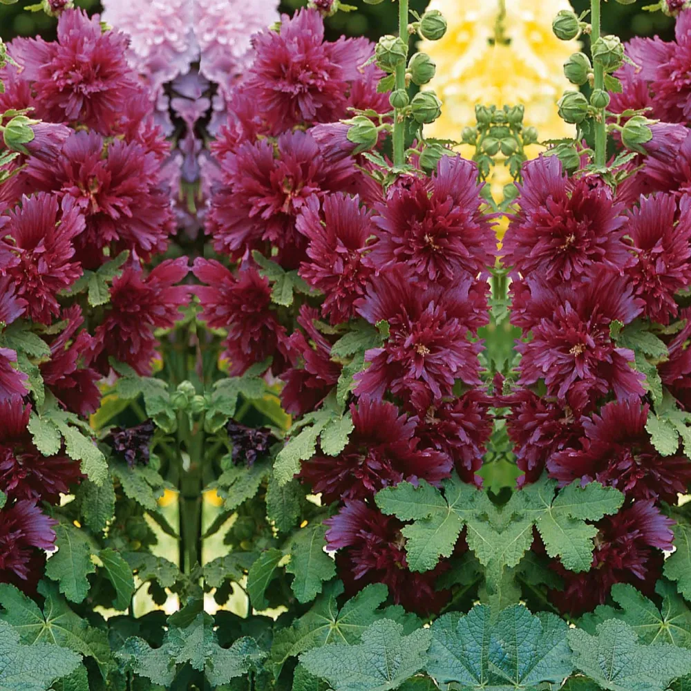 Rose trémière naine pourpre Alcea rosea annua spring celebrities purple