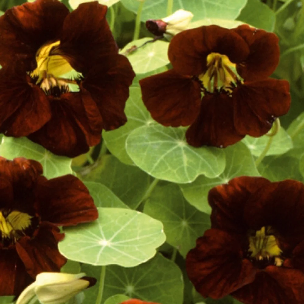 Capucine naine à fleurs simple King Theodore Tropaeolum majus nanum king theodore