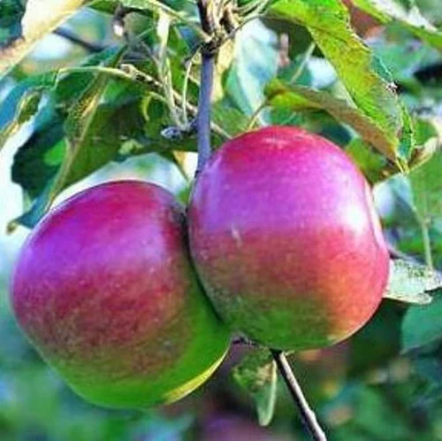 Pommier Melrose. Le pot de 10 litres forme gobelet