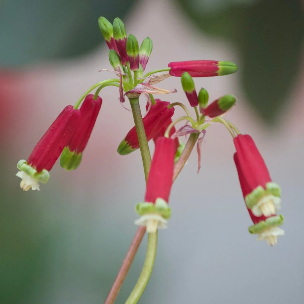 10 Clochettes sanguines Dichelostemma 'ida-maia'