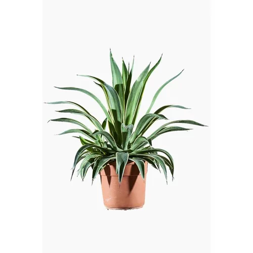Agave Desmentiana Variegata en pot de 10 L jaune