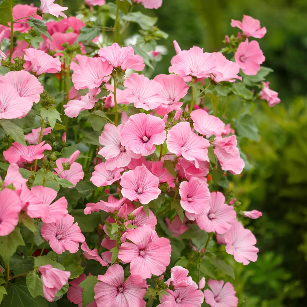 2 Lavatères Lavatera
