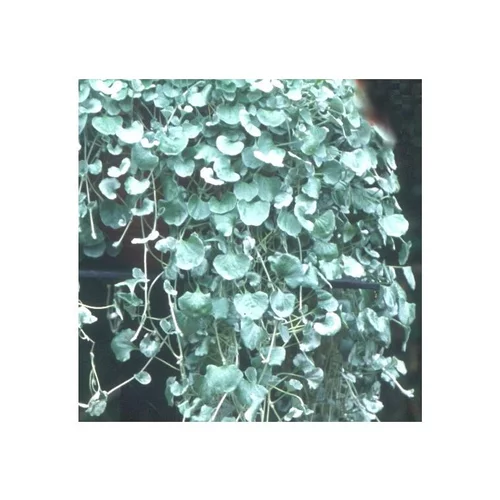 Dichondra - Le pot de 10.5 cm