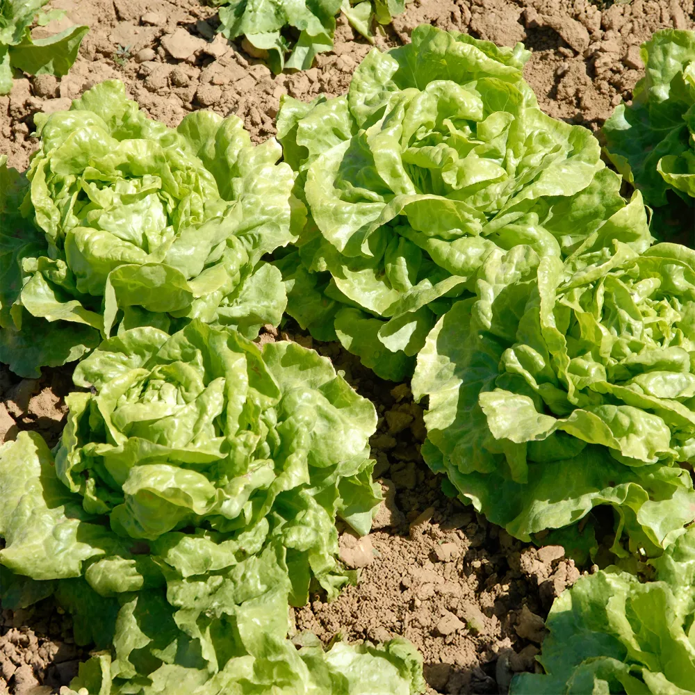 6 Plants de Laitue pommée Novappia Lactuca sativa 'novappia'