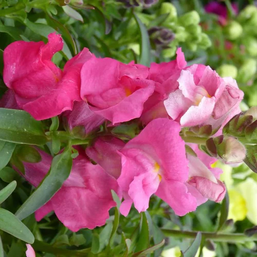 Muflier ou gueule de loup - La barquette de 6 plants