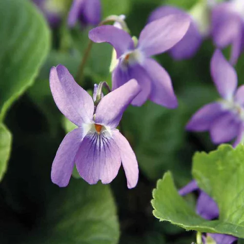 Violette Odorante bleue. Le pot de 9 cm
