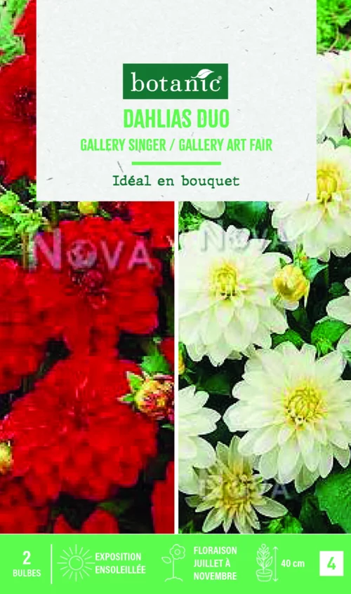 Bulbes de fleurs duo de Dahlias décoratifs Gallery singer / Art fair botanic® - 2 bulbes