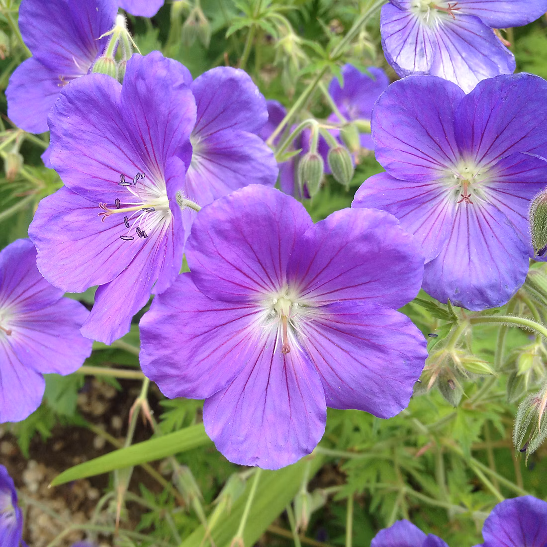 6 x Géranium vivace 'Orion' – Geranium 'Orion', godet 9cm x 9cm