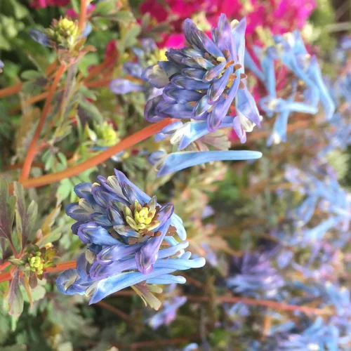 Corydalys porcelaine bleue en pot de 2 L