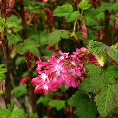 Groseillier à fleurs King Edwards 7. Le pot de 5 litres