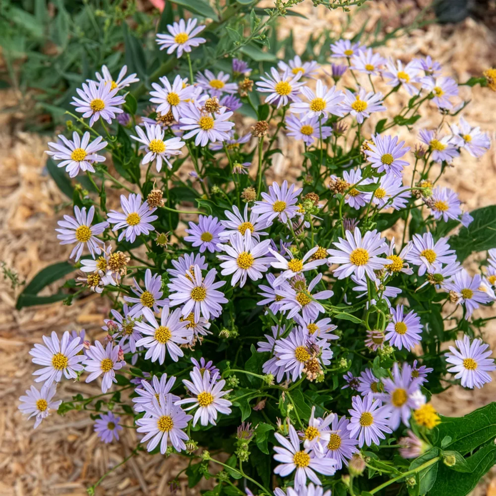 Kaliméris Blue Star Kalimeris incisa Blue Star