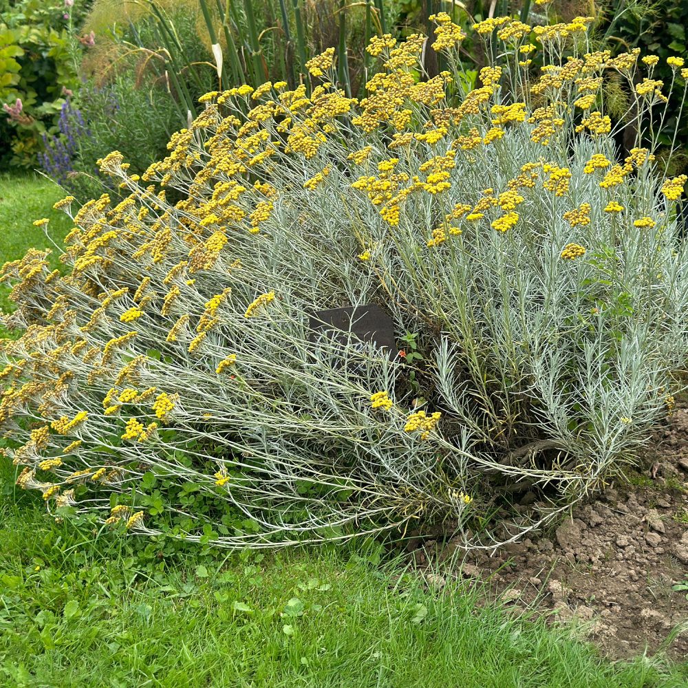 Herbe à curry Helichrysum italicum subsp. serotinum