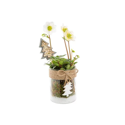 Hellebore Verrerie Sapin