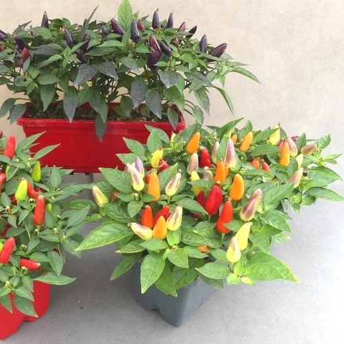 Piment décoratif - La jardinette de 25 cm