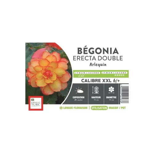 Bégonia Erecta Double Arlequin XXL jaune bordé rouge Ernest Turc - bulbes vrac
