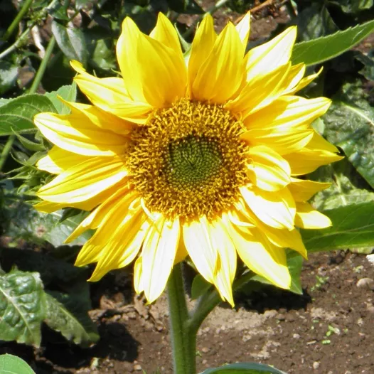Tournesol nain jaune | Graines de Fleurs bio et reproductibles