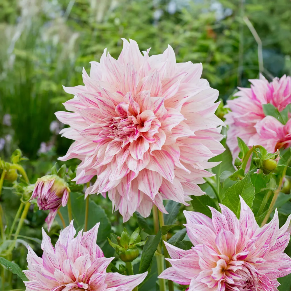 Dahlia géant Café au Lait Twist Dahlia Café au Lait Twist