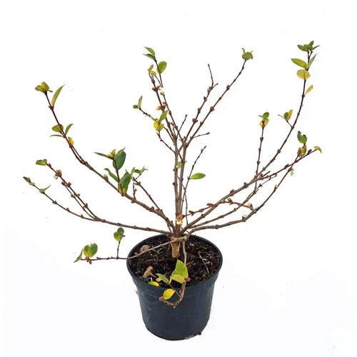 Chèvrefeuille Fragantissima (Lonicera) jaune. Le pot de 5 litres