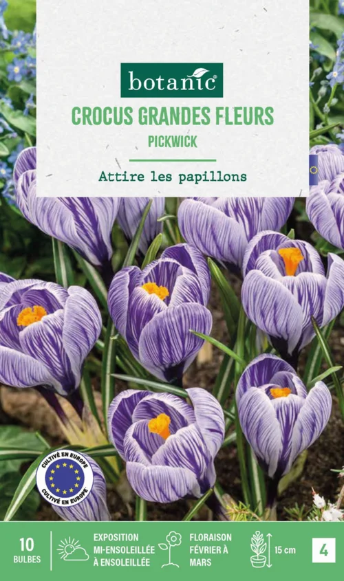 Crocus pickwick en mélange botanic® - 10 bulbes