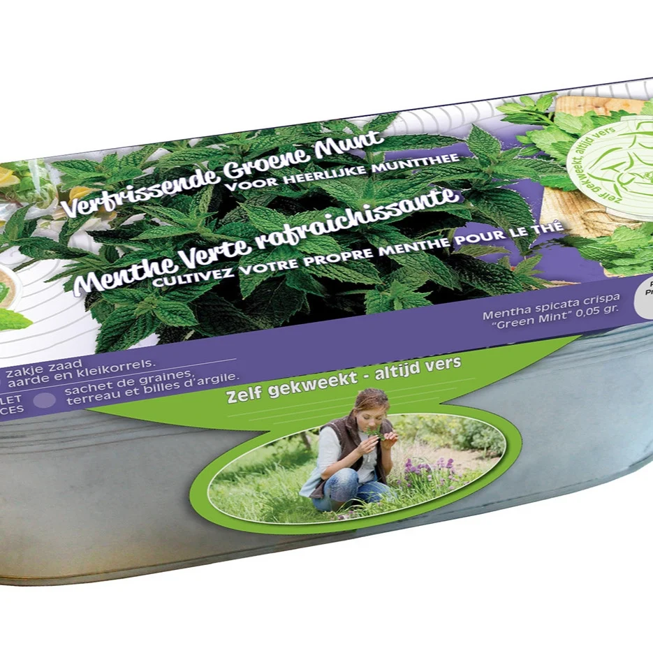 Graines de Menthes crépues et jardinière zinc Mentha spicata crispa