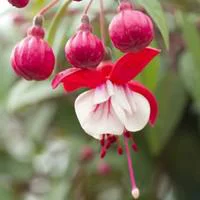 Fuchsia érigé - La coupe de 25 cm
