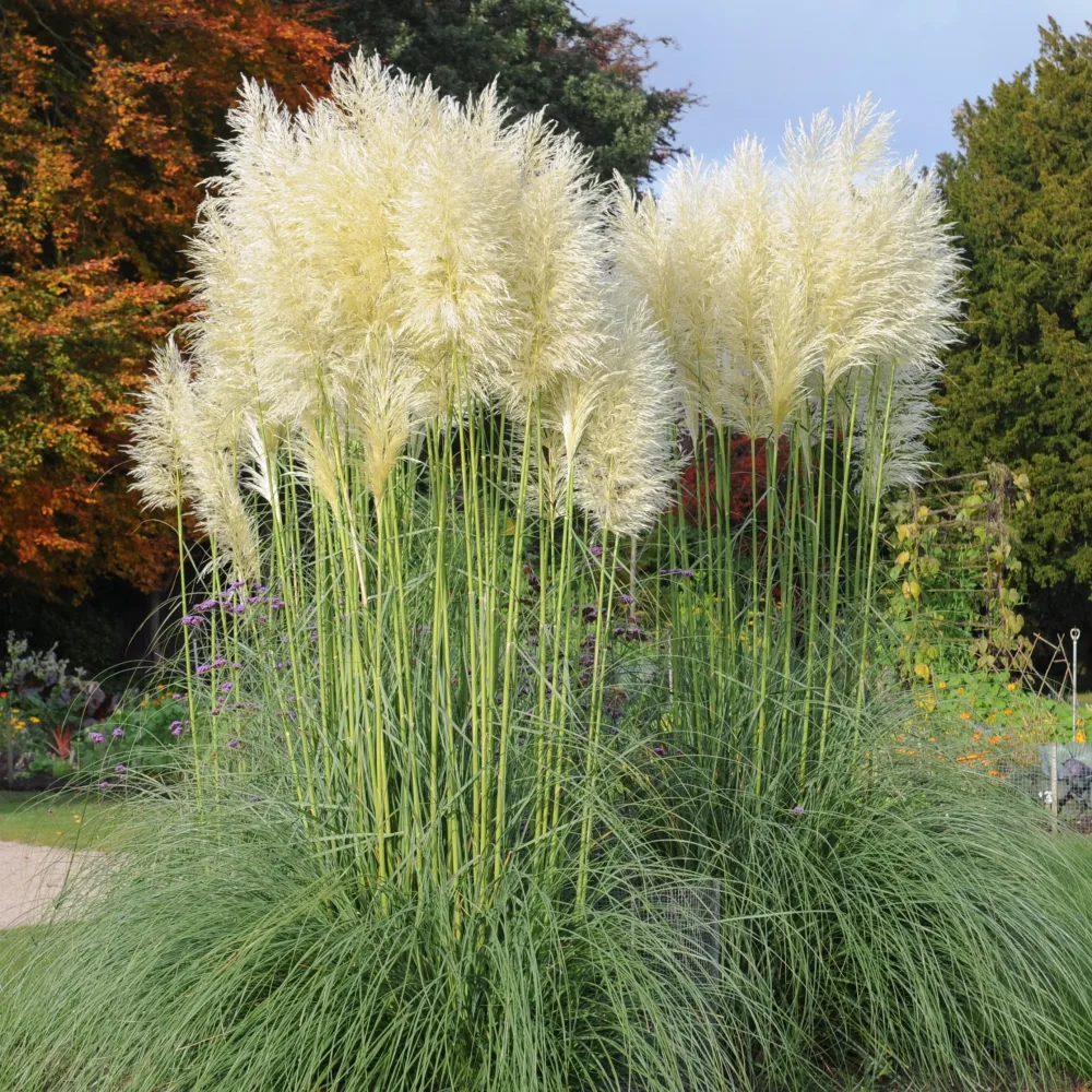 Herbe de la pampa blanche Cortaderia selloana monstruosa