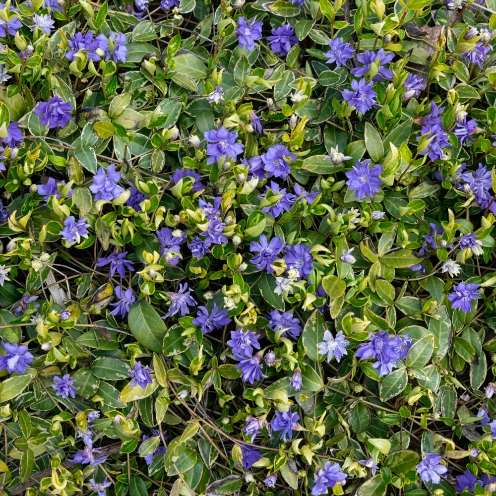 Grande pervenche panachée Vinca major Variegata