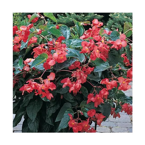 Begonia Big - Le pot de 13 cm