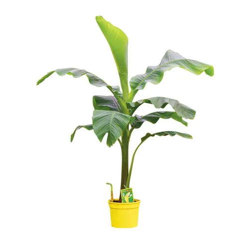 Musa Basjoo (Bananier du Japon) en pot de 5L vert