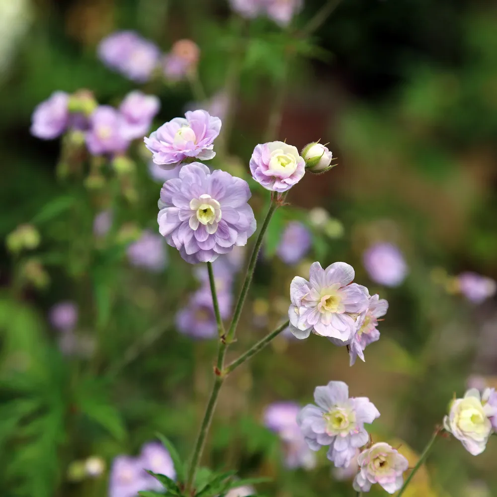 Géranium vivace Summer Skies Geranium pratense Summer Skies