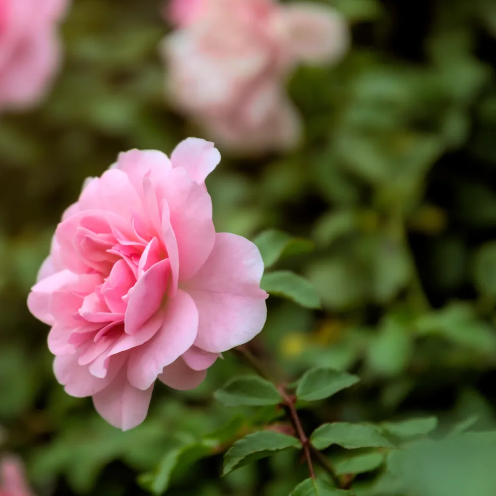 Rosier à massif rose Rosa