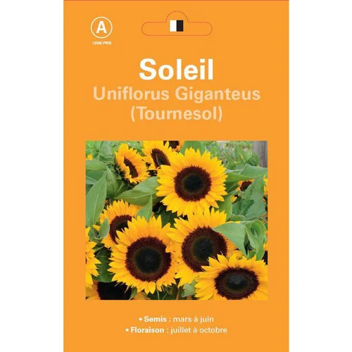 Graines de Soleil Tournesol géant - graines à semer