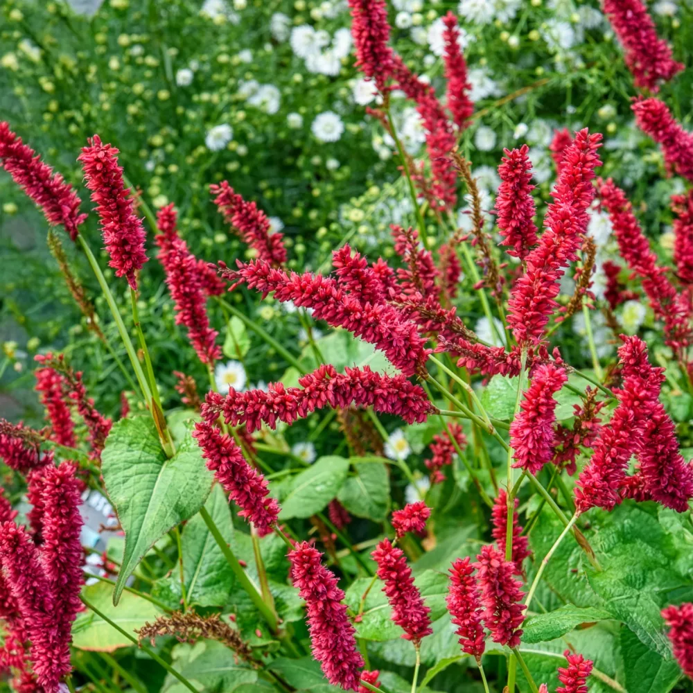 Renouée Blackfield - Persicaire Persicaria amplexicaulis Blackfield